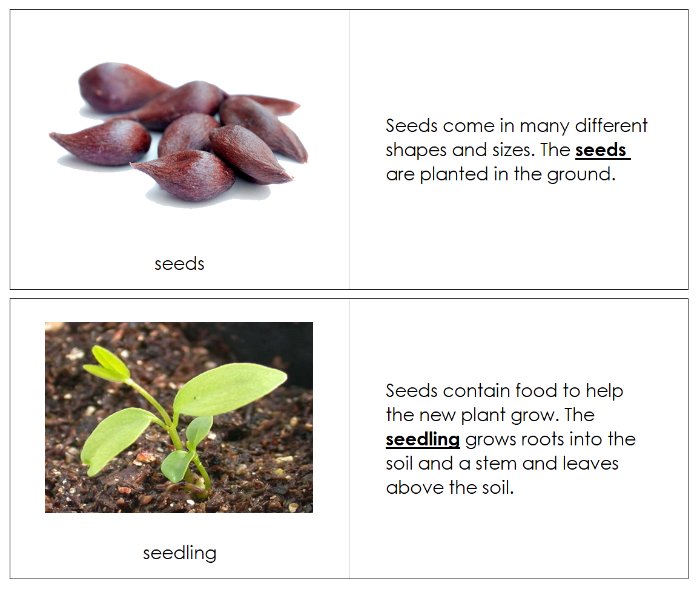 Apple Life Cycle Nomenclature Book - Montessori Print Shop Digital Download
