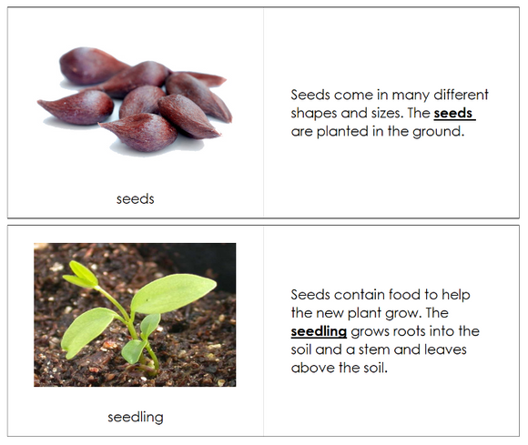 Apple Life Cycle Nomenclature Book - Montessori Print Shop Digital Download