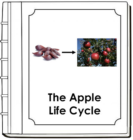 Apple Life Cycle Nomenclature Book - Montessori Print Shop Digital Download