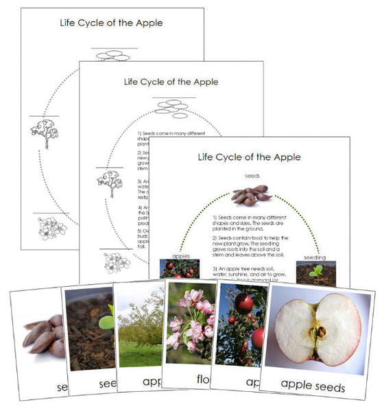 Apple Life Cycle Nomenclature Cards & Charts - Montessori Print Shop Digital Download