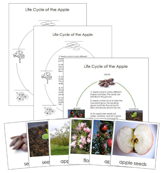 Apple Life Cycle Nomenclature Cards & Charts - Montessori Print Shop Digital Download