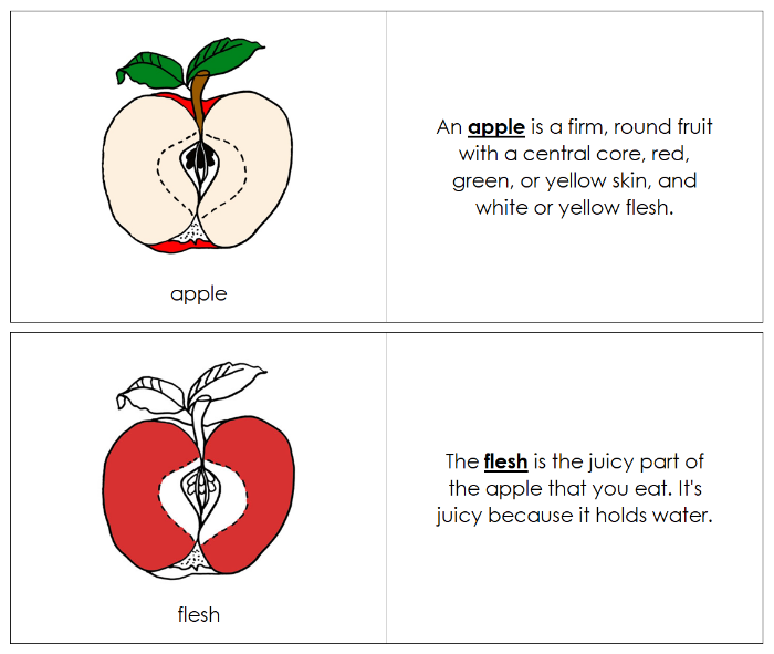 Parts of an Apple Nomenclature Book (red) - Montessori Print Shop Digital Download
