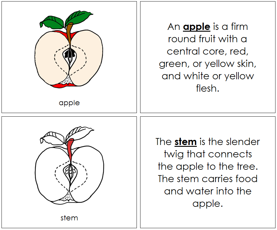 Apple Nomenclature Book (red) - Montessori Print Shop Digital Download