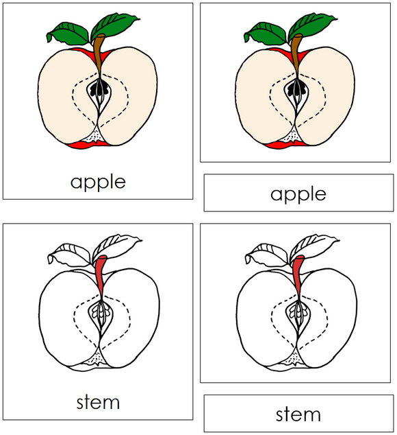 Apple Nomenclature Cards (red) - Montessori Print Shop