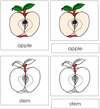 Apple Nomenclature Cards - Montessori Print Shop