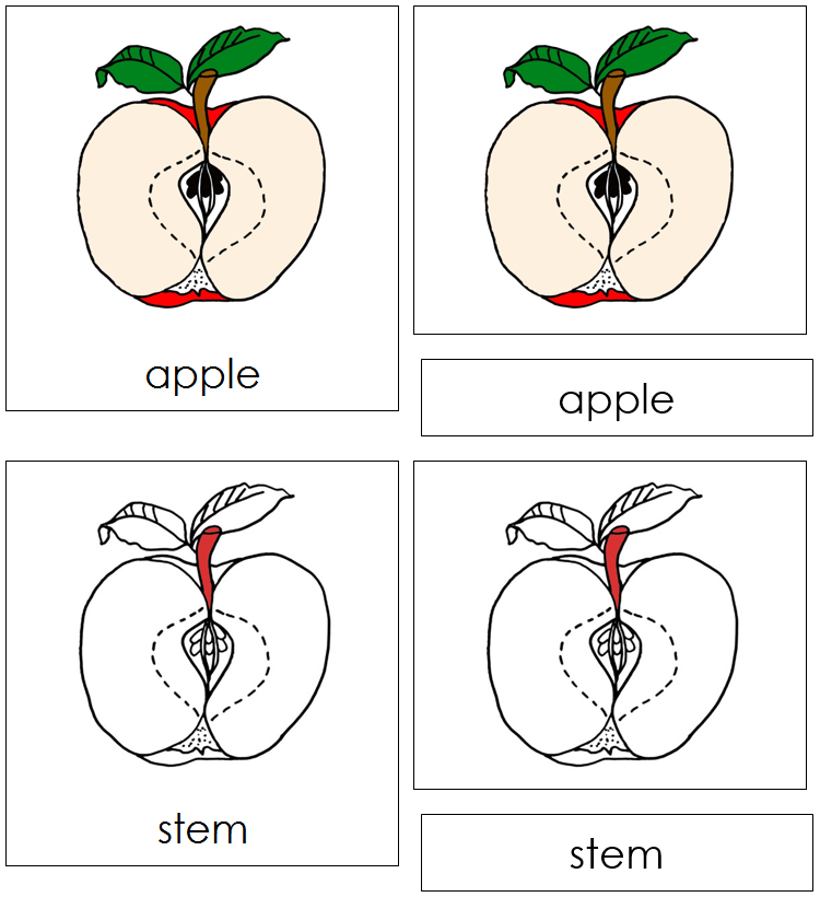 Apple Nomenclature3-Part Cards (red) - Montessori Print Shop Digital Download