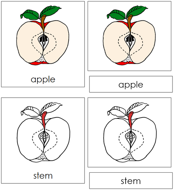 Apple Nomenclature Cards (red) - Montessori Print Shop Digital Download