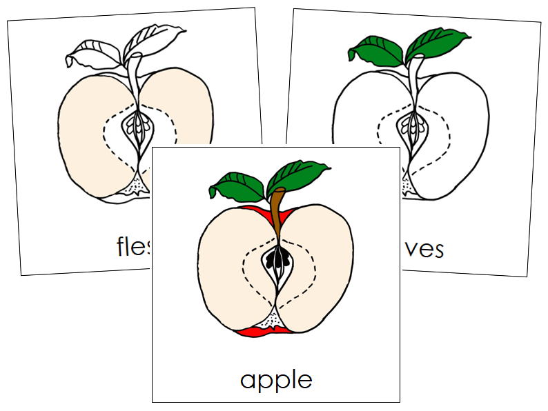 Apple Nomenclature Cards - Montessori Print Shop