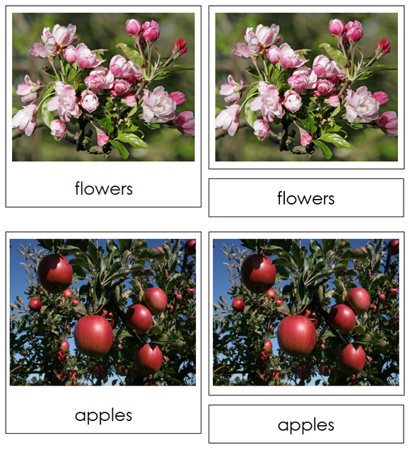 Apple Life Cycle Nomenclature Cards & Charts - Montessori Print Shop