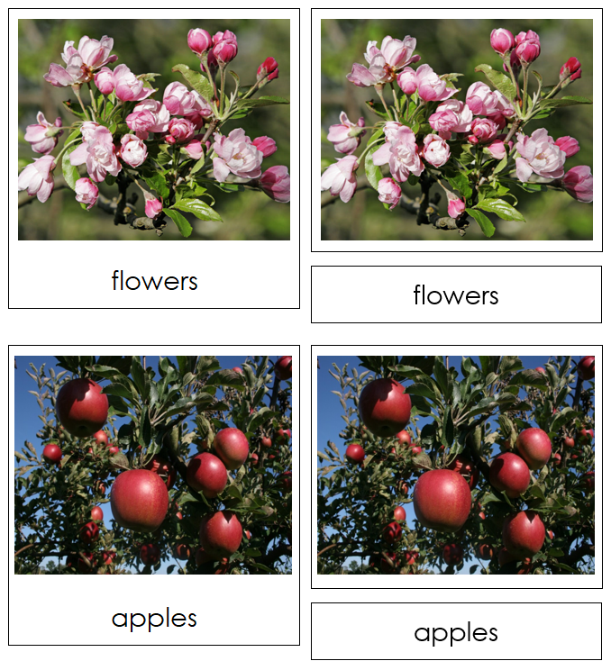 Apple Life Cycle Nomenclature 3-Part Cards & Charts - Montessori Print Shop