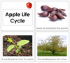 Apple Life Cycle Book (Toddler) - Montessori Print Shop