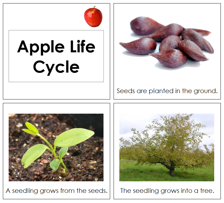 Apple Life Cycle Book (Toddler) - Montessori Print Shop Digital Download