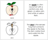 Apple Nomenclature Book - Montessori Print Shop