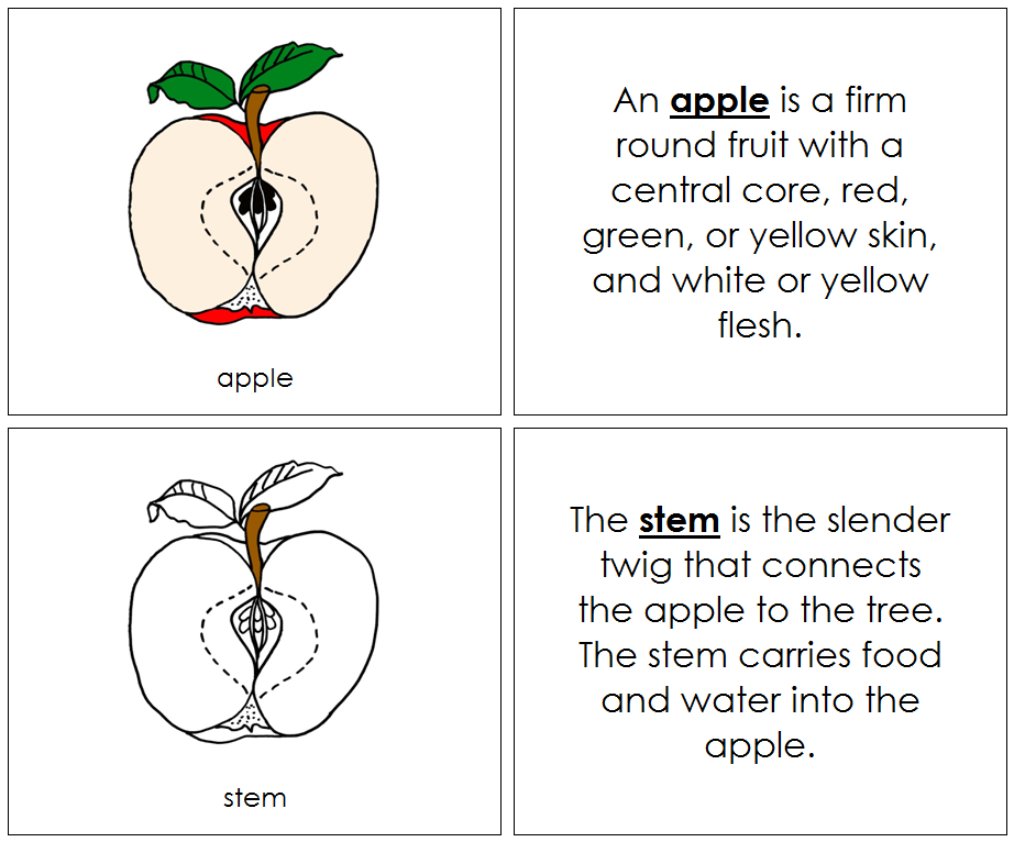 Apple Nomenclature Book - Montessori Print Shop