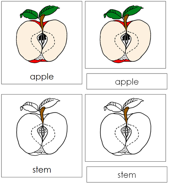 Apple Nomenclature Cards - Montessori Print Shop