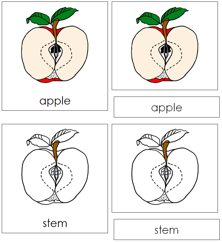 Apple Nomenclature Cards - Montessori Print Shop Digital Download