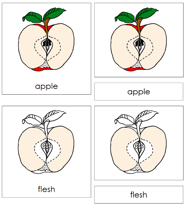 Apple Nomenclature 3-Part Cards and Blackline Master - Montessori Print Shop Digital Download