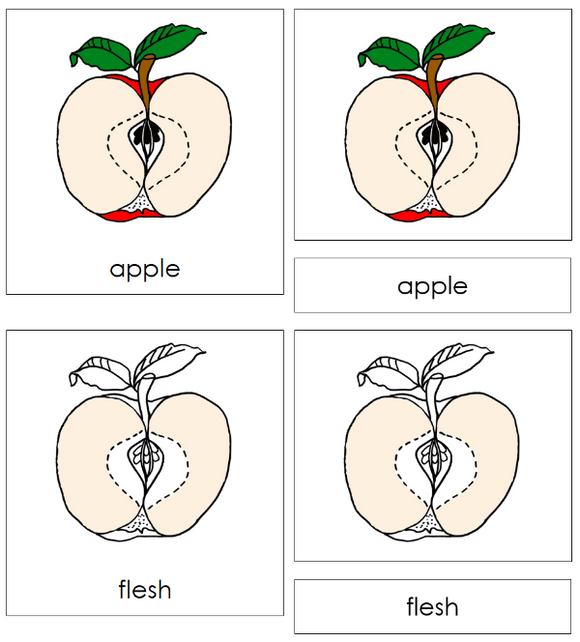 Apple Nomenclature 3-Part Cards & Blackline Master - Montessori Print Shop Digital Download