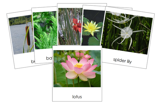 Aquatic & Wetland Plants 3-Part Cards - Montessori Print Shop Digital Download