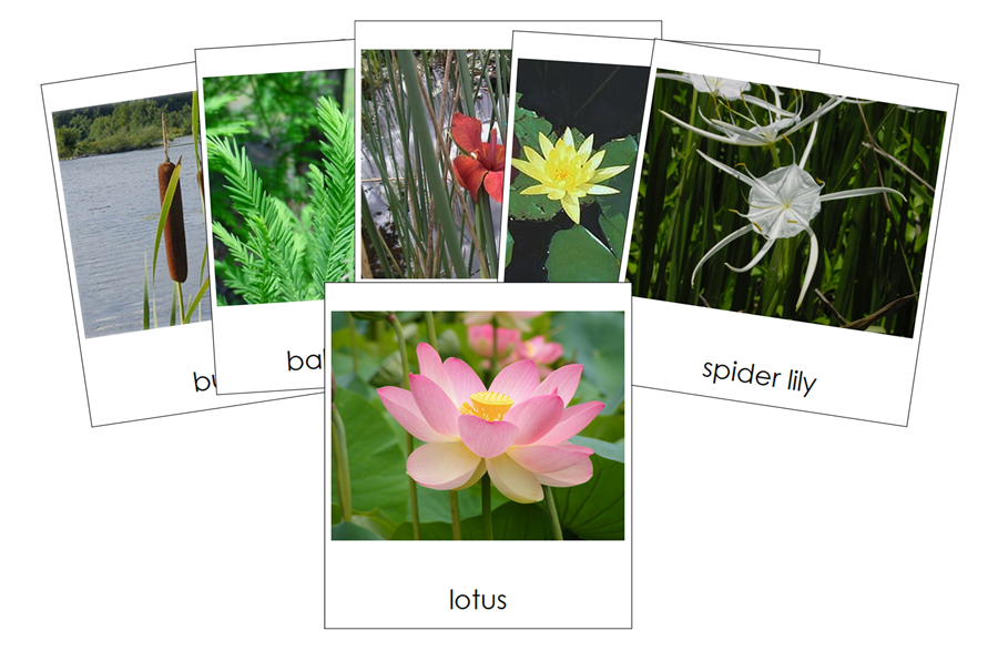 Aquatic & Wetland Plants 3-Part Cards - Montessori Print Shop Digital Download