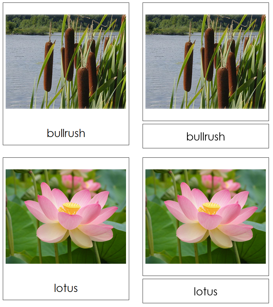 Aquatic & Wetland Plants 3-Part Cards - Montessori Print Shop Digital Download