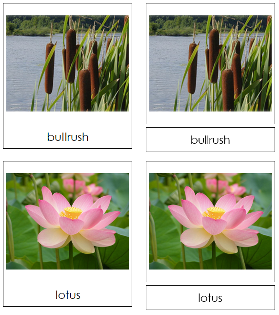 Aquatic & Wetland Plants - Montessori Print Shop