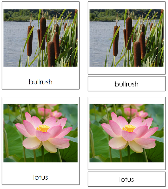 Aquatic & Wetland Plants 3-Part Cards - Montessori Print Shop Digital Download