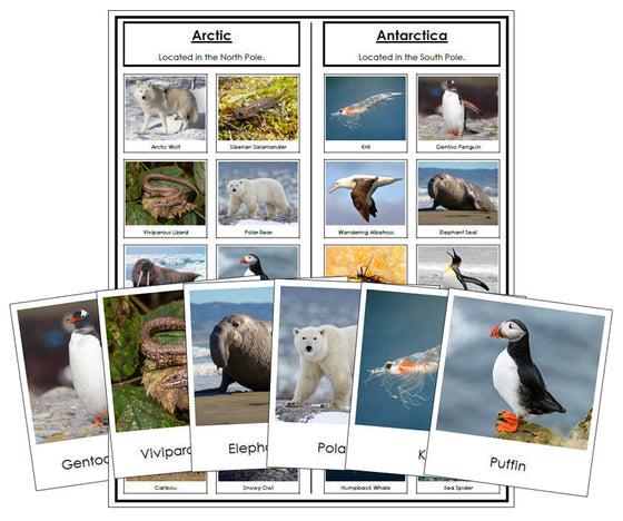 Arctic and Antarctic Animal Sorting - Montessori Print Shop Digital Download Zoology materials