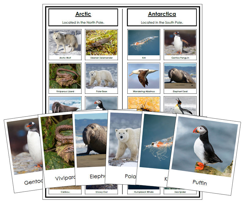 Arctic and Antarctic Animal Sorting - Montessori Print Shop Digital Download Zoology materials