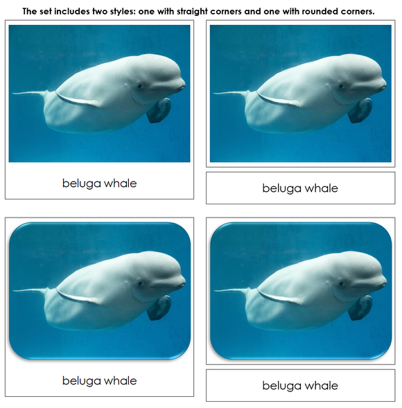 Arctic - Safari TOOB Cards - Montessori Print Shop Digital Download
