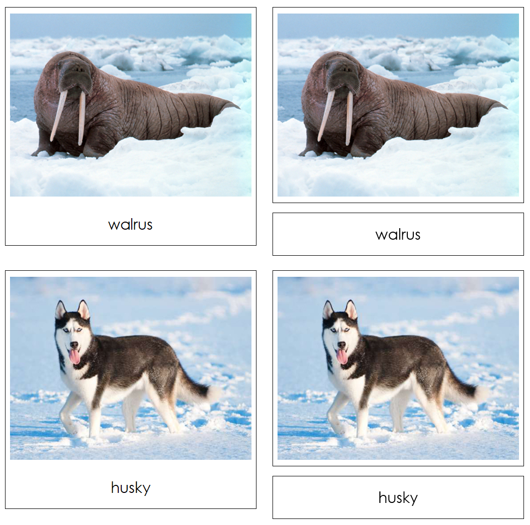 Arctic - Safari TOOB Cards - Montessori Print Shop Digital Download