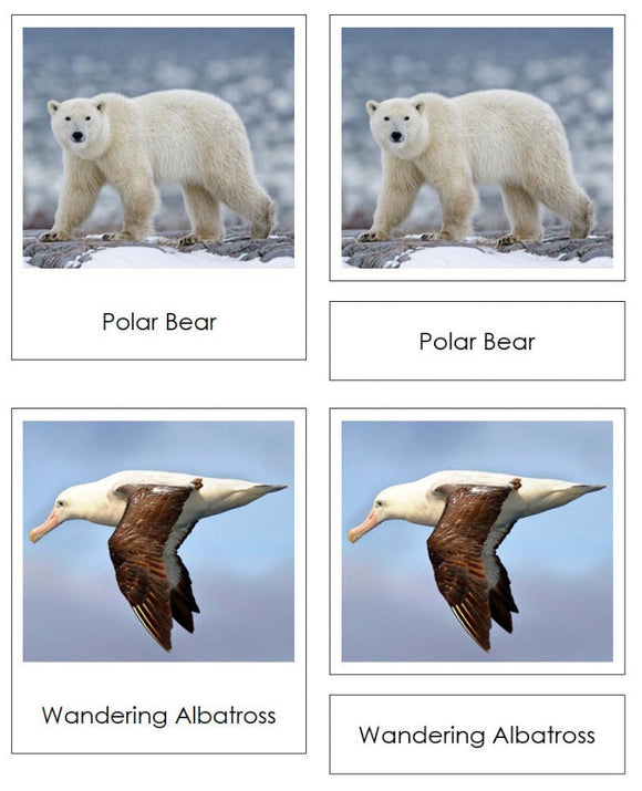 Arctic and Antarctic Animal Sorting - Montessori Print Shop Digital Download Zoology materials