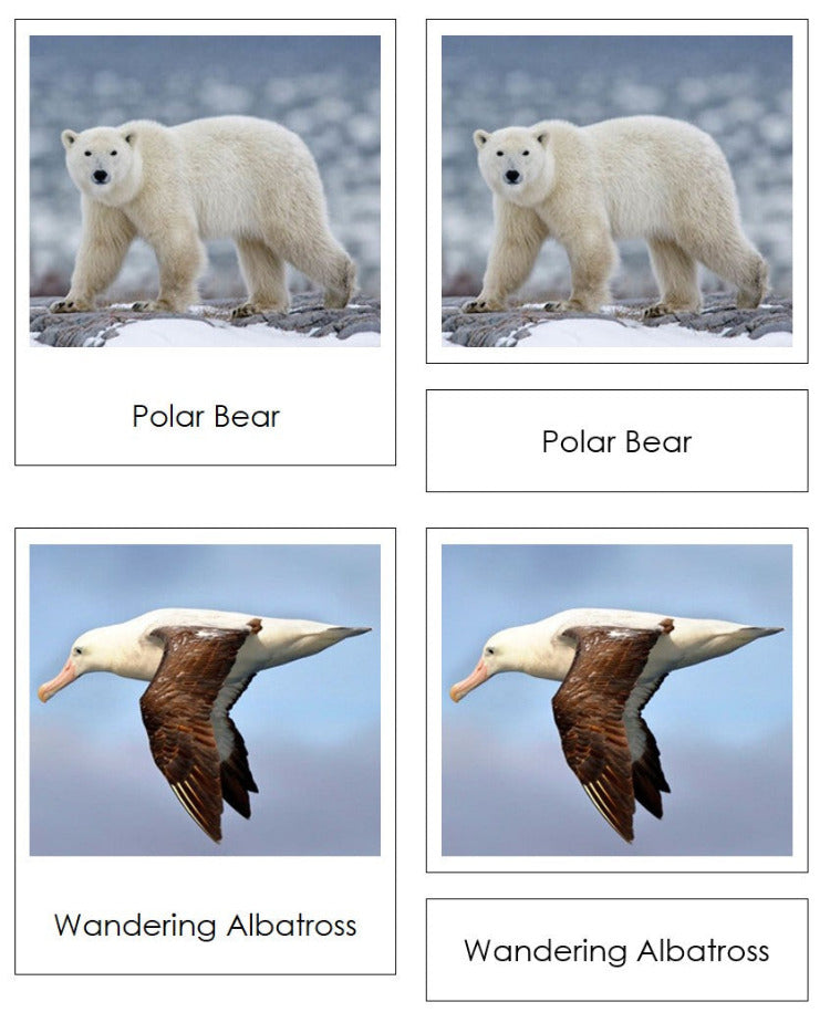 Arctic and Antarctic Animal Sorting - Montessori Print Shop Digital Download Zoology materials