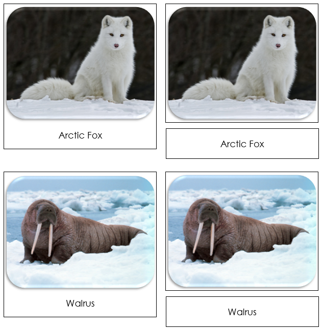 Arctic - Safari Toob Cards - Montessori Print Shop