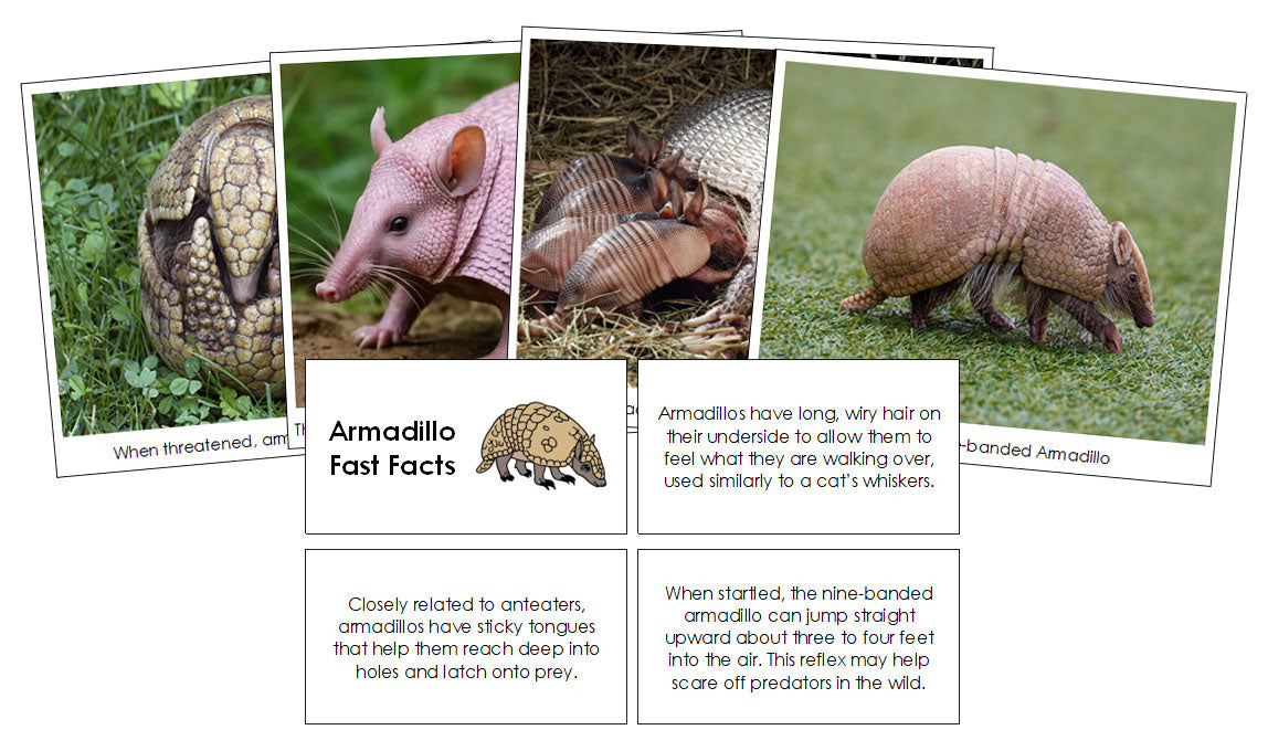 Armadillos Fast Facts & Pictures - Montessori Print Shop