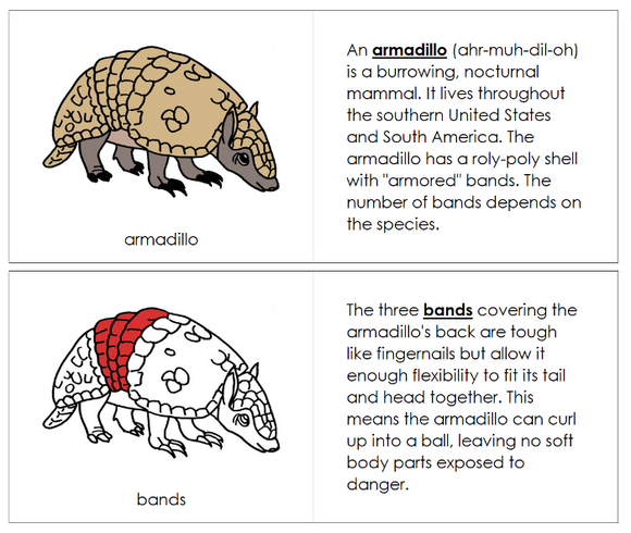 Parts of an Armadillo Nomenclature Book (red) - Montessori Print Shop Digital Download