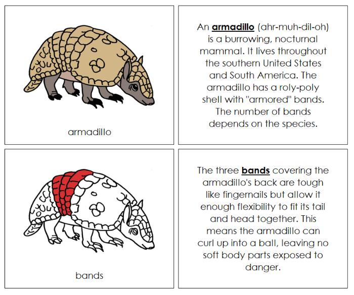 Parts of an Armadillo Nomenclature Book (red) - Montessori Print Shop Digital Download