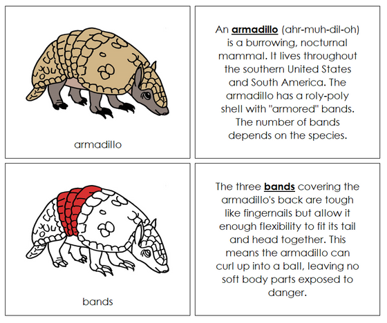 Parts of an Armadillo Nomenclature Book (red) - Montessori Print Shop