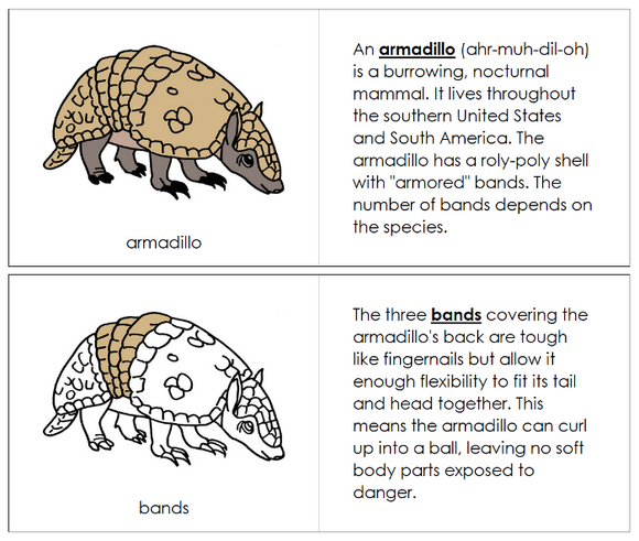 Parts of an Armadillo Nomenclature Book - Montessori Print Shop Digital Download