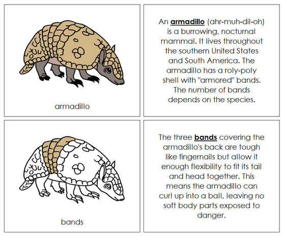 Parts of a Armadillo Nomenclature Book - Montessori Print Shop