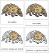 Armadillo Nomenclature 3-Part Cards - Montessori Print Shop