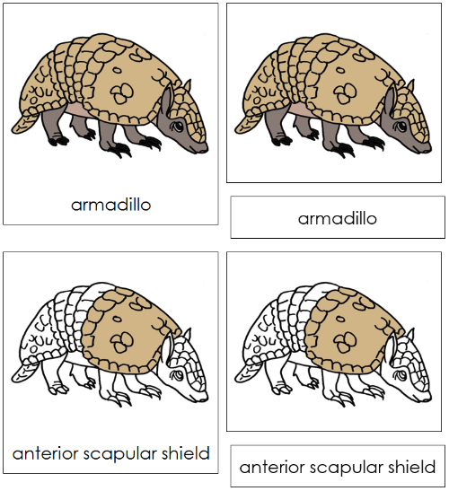 Armadillo Nomenclature Cards - Montessori Print Shop