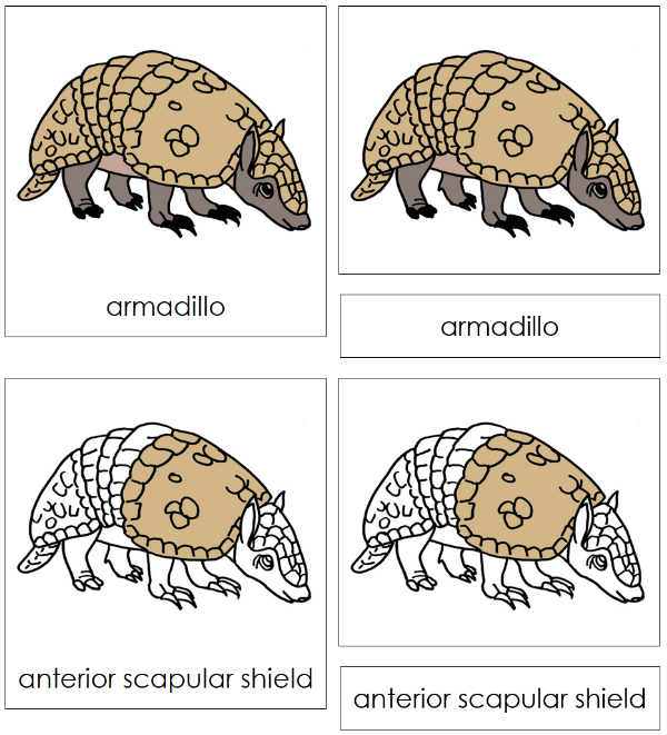 Parts of an Armadillo 3-Part Nomenclature Cards - Montessori Print Shop Digital Download