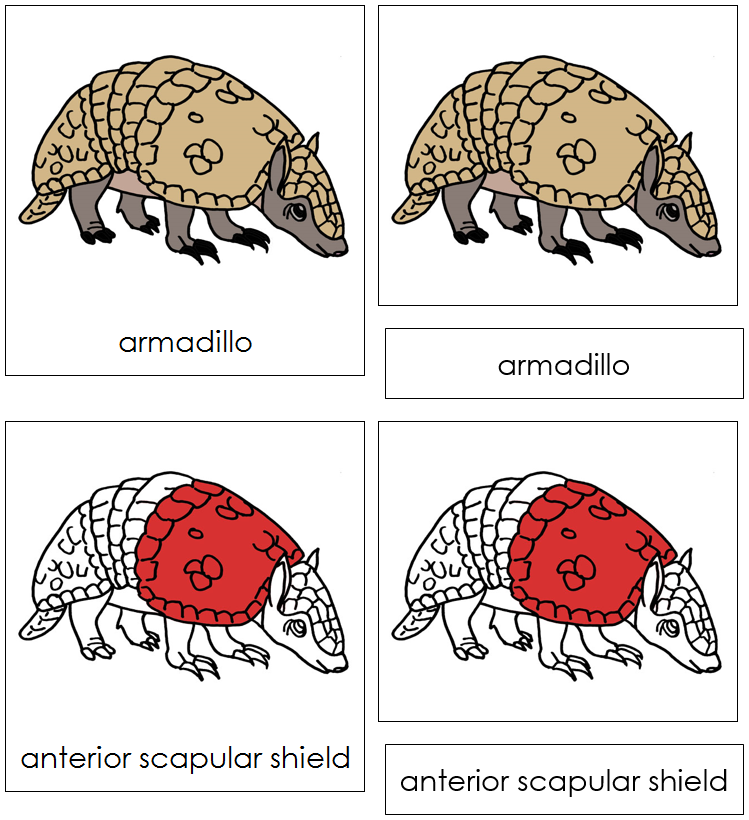 Armadillo Nomenclature 3-Part Cards (red) - Montessori Print Shop