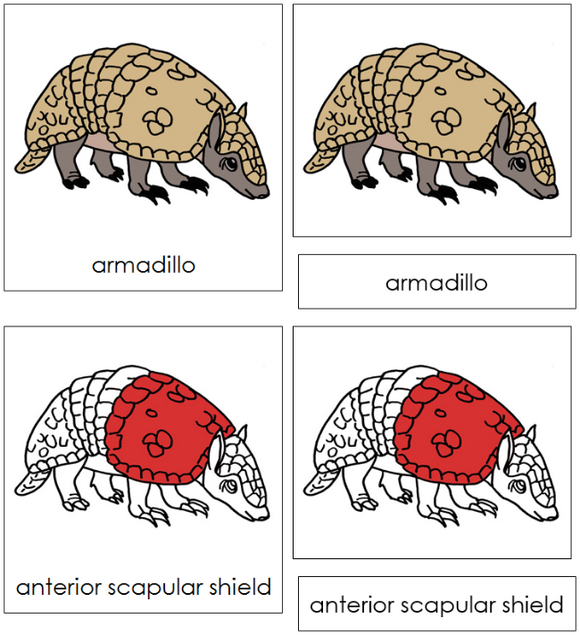 Armadillo Nomenclature Cards (red) - Montessori Print Shop Digital Download