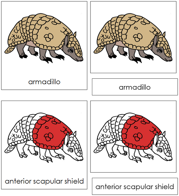 Armadillo Nomenclature Cards (red) - Montessori Print Shop