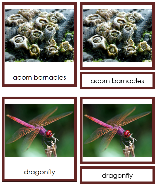 8 types of Arthopoda (Animal Kingdom) - Montessori Print Shop