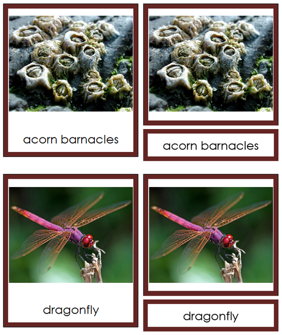 Types of Arthropoda Cards (color) - Montessori Print Shop Digital Download