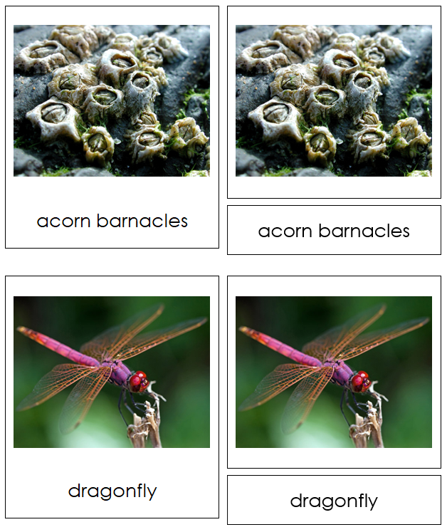 8 types of Arthopoda (Animal Kingdom) - Montessori Print Shop