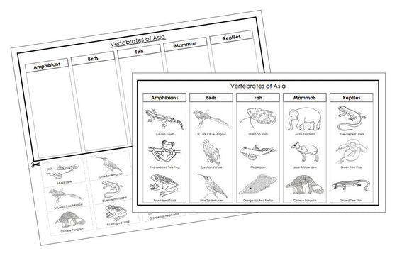 Asia Vertebrate Sorting Blackline Masters - Montessori Print Shop Digital Download animal activity